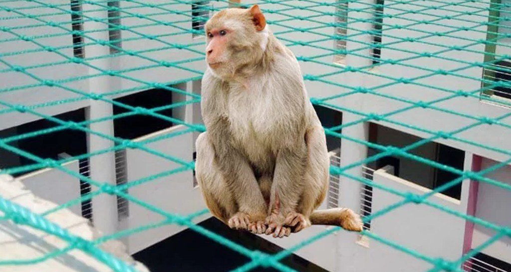 Monkey Safety Nets